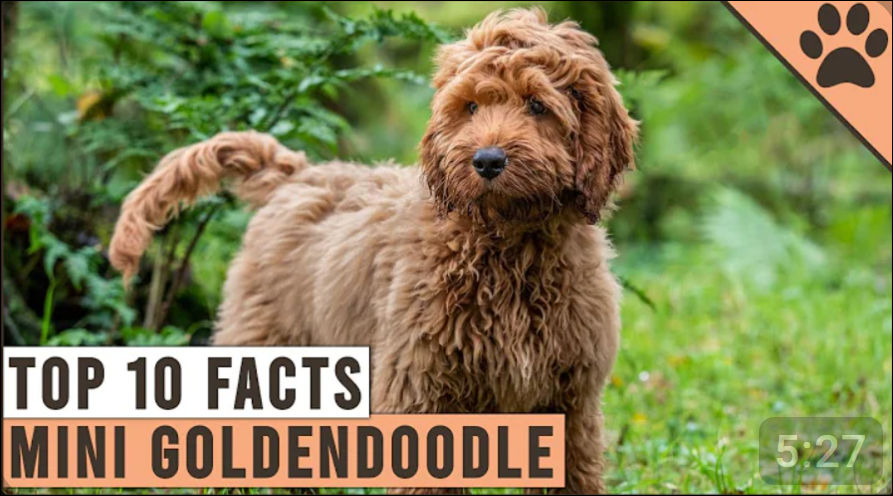 Goldendoodles Facts