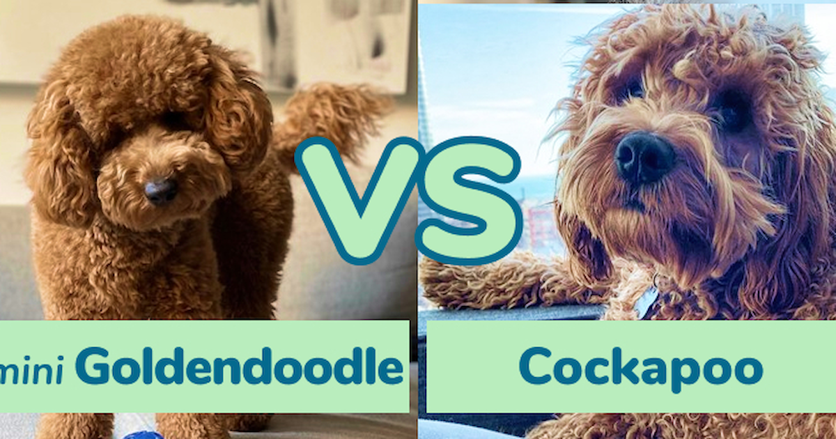 Mini Goldendoodle vs Cockapoo: A Complete Comparison