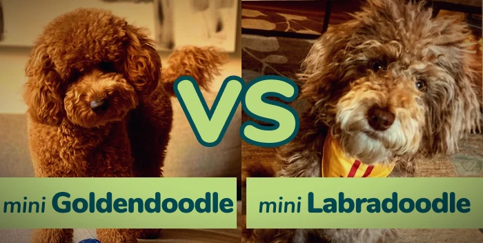 Mini Goldendoodle vs Mini Labradoodle